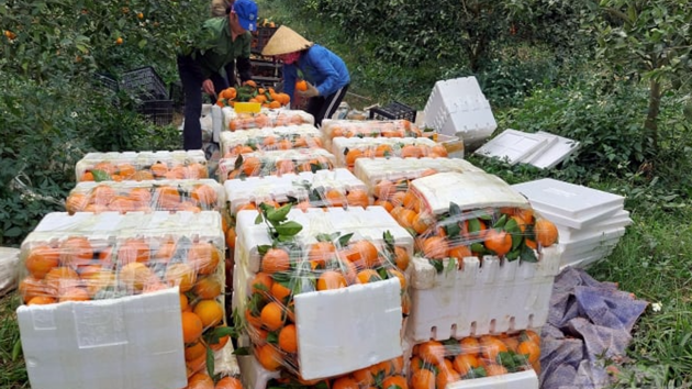 Phát triển cây ăn quả là "đòn bẩy" xây dựng nền nông nghiệp sinh thái Thanh Hóa