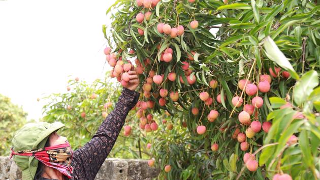 Vải thiều đầu mùa: Đa dạng chủng loại, mức giá