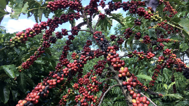 Brazil được mùa, giá cà phê robusta sụt mạnh