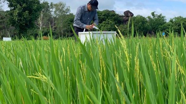 Hơn 20.000 ha lúa ở Nghệ An áp dụng công nghệ canh tác mới: Kỳ vọng hướng tới "gạo xanh" xuất khẩu