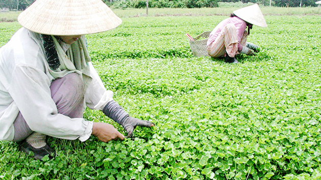 Huế thúc đẩy sản xuất nông nghiệp hữu cơ, an toàn