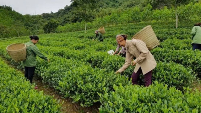 Giao khoán đất trong công ty nông nghiệp: Đã đến lúc cần một cơ chế mới