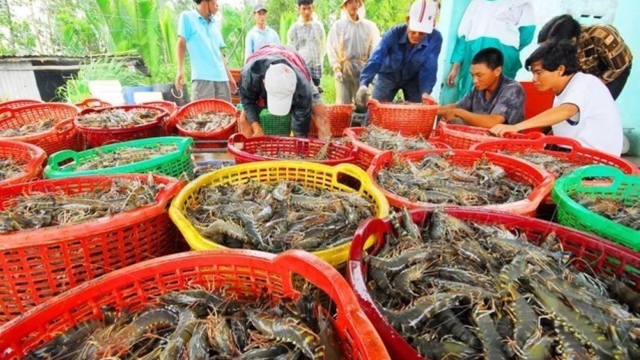 Xuất khẩu thủy sản tìm “vùng trú ẩn” giữa biến động thuế quan