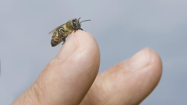 Thực hư việc dùng nọc ong chữa viêm khớp - Nhịp sống kinh tế Việt Nam &amp; Thế giới