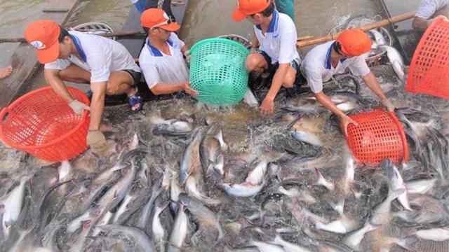 Read more about the article Thêm doanh nghiệp Việt được hưởng thuế chống bán phá giá 0% khi xuất cá tra vào Mỹ