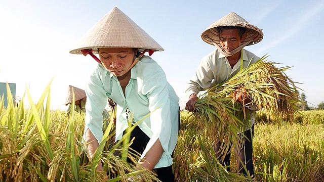 Read more about the article ADB cấp khoản vay 100 triệu USD hỗ trợ sinh kế các nông hộ nhỏ