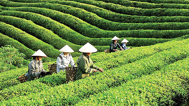 增加價值，擴大越南咖啡和茶的市場份額