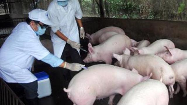 Tin nóng công bố vaccine dịch tả lợn châu phi hiệu quả hay không?