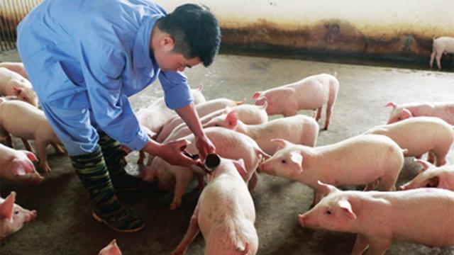 Vaccine dịch tả lợn châu Phi do Việt Nam sản xuất chính thức được xuất khẩu sang 5 quốc gia