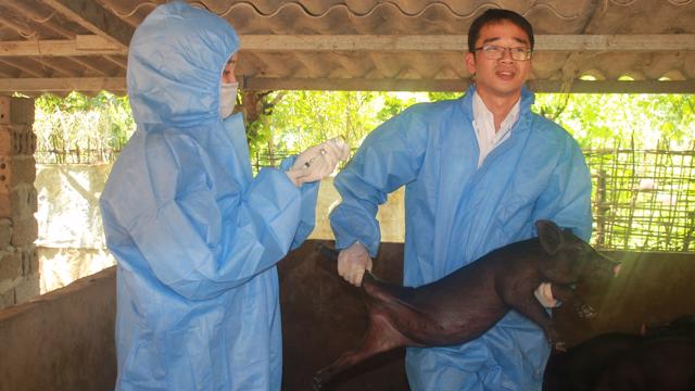 Tiêm vaccine là giải pháp cấp bách để ngăn chặn dịch tả lợn châu Phi