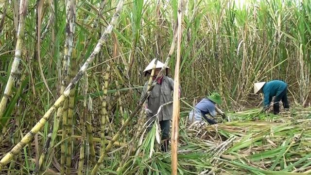 Rà soát biện pháp phòng vệ thương mại đối với sản phẩm đường mía xuất xứ từ Thái Lan