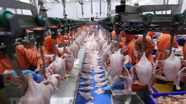 Vietnamese poultry products allowed to export to Singapore