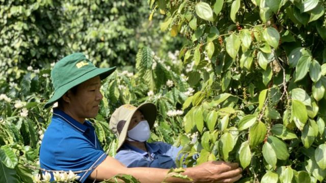 Vietnam's pepper export revenue tops $326.6 mln in Q1