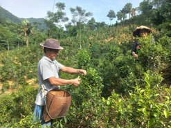 Mở hướng phát triển kinh tế bền vững cho người Thái vùng cao Thanh Hóa từ cây chè bản địa
