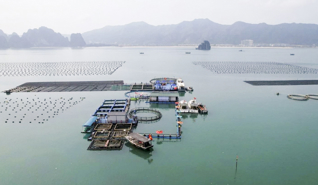 Quảng Ninh thúc đẩy kinh tế thủy sản bền vững    