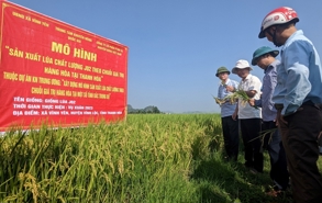 Thanh Hóa muốn đưa gạo chất lượng cao tới tay khách hàng Nhật, Mỹ