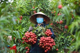 Nông nghiệp Hải Phòng “cất cánh” sau sáp nhập