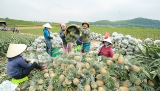 Dứa được mùa được giá, nông dân phấn khởi