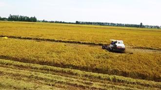Phát triển 1 triệu ha chuyên canh lúa chất lượng cao vào năm 2030
