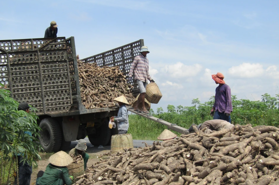 Doanh nghiệp xuất khẩu tinh bột sắn kêu ca Cục Thuế TP. Hồ Chí Minh chưa chi trả tiền hoàn thuế giá trị gia tăng