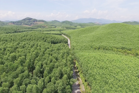Để sớm đạt mục tiêu Net Zero: Trồng thêm 500.000 ha rừng gỗ lớn
