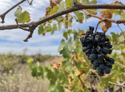 Khủng hoảng thừa rượu vang ở Australia: Hàng triệu gốc nho bị phá bỏ
