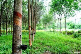 Nguồn cung đất công nghiệp tại Đông Nam Bộ: Sẽ được bổ sung gần 19.000 ha từ đất vườn cao su