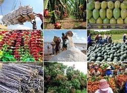 Sản xuất nông nghiệp vẫn đảm bảo cho tiêu dùng trong nước và xuất khẩu