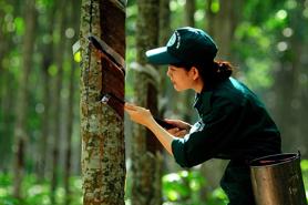 Ngành cao su Việt Nam sẵn sàng ứng phó với EUDR