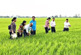 Project developing 1 mln ha of rice in Mekong Delta yeilds good result