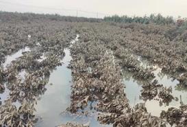 Agricultural insurance to be promoted