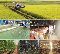 Agro-forestry and fishery production up 3.1% in 9M