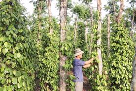 9M pepper exports hit over $1 billion