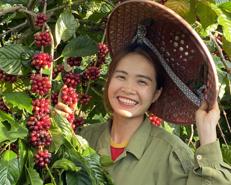 Những hạt cà phê trọn vị đắng cay ngọt bùi của cô nông dân Đắk Lắk bỏ phố về quê