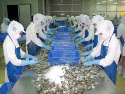 Shrimp exports gain nearly $2.8 bln in 9M