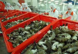 Vietnam’s shrimp industry faces challenges but eyes opportunities