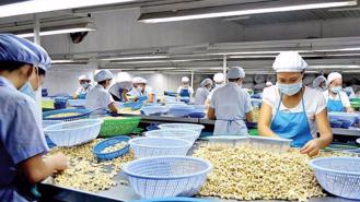 Vietnam secures global leadership in cashew exports over 10 months