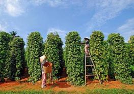 Vietnam's pepper exports projected to reach a new record of $1.3 bln this year.