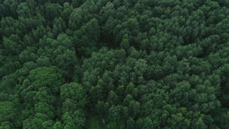 BCG Eco partners with Singaporean firms to advance certified carbon credit projects