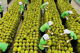 Fruit and vegetable exports fetch $6.66 bln in 11M