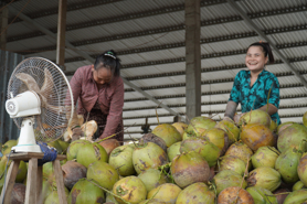 Coconut exports set to hit $1 billion