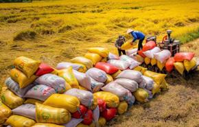 2024 rice export value sets new record at $5.7 bln