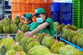 Fruit and vegetable export revenue hits record high of $7.12 bln in 2024