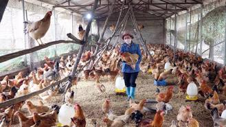 Vietnam's livestock industry sees strong 5.4% growth