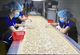 Cashew nut export revenue hits record high of $4.37 bln in 2024