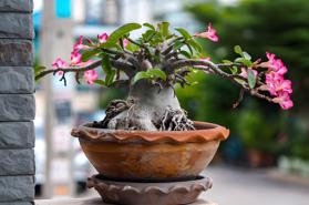 Nhộn nhịp thú chơi cây hoa độc lạ dịp Tết Ất Tỵ