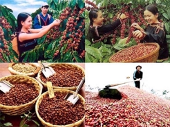 Vietnam's coffee exports earn over $694 mln in January