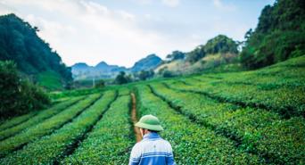 Hướng đi nào cho du lịch canh nông?