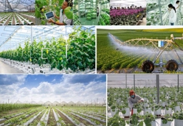 A 4% value-added growth goal  set for agriculture sector in 2025