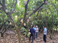 Bright prospect for cacao industry